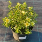 Лапчатка кустарниковая Primrose Beauty (лимонная) 20-30, С3